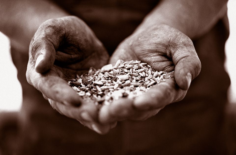 Sepia photograph of hands holding grain