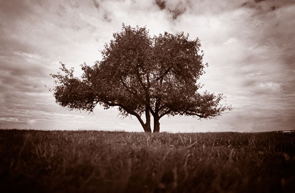 Sepia photograph of a tree in a field