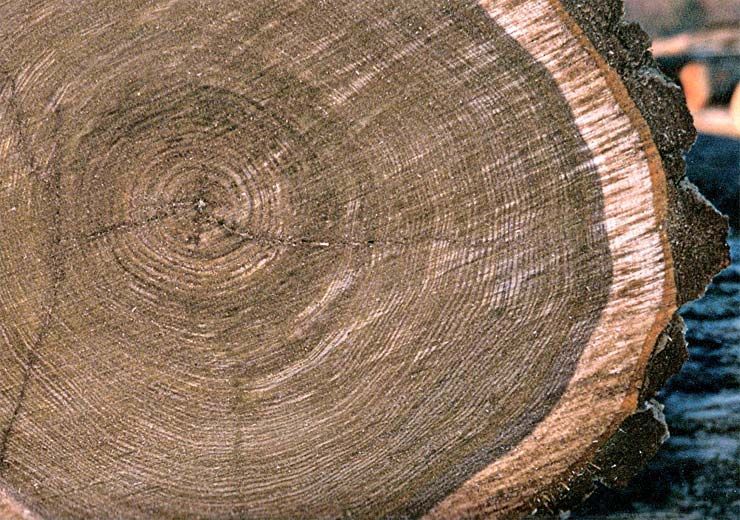 A close up of a tree stump showing the rings of the tree.