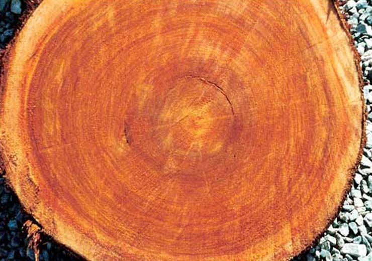 A close up of a tree stump showing the rings of the tree.
