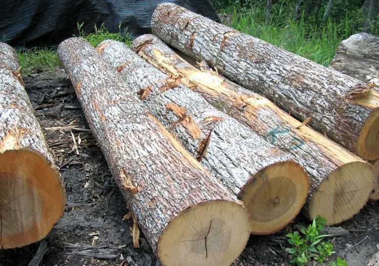 A bunch of logs are stacked on top of each other