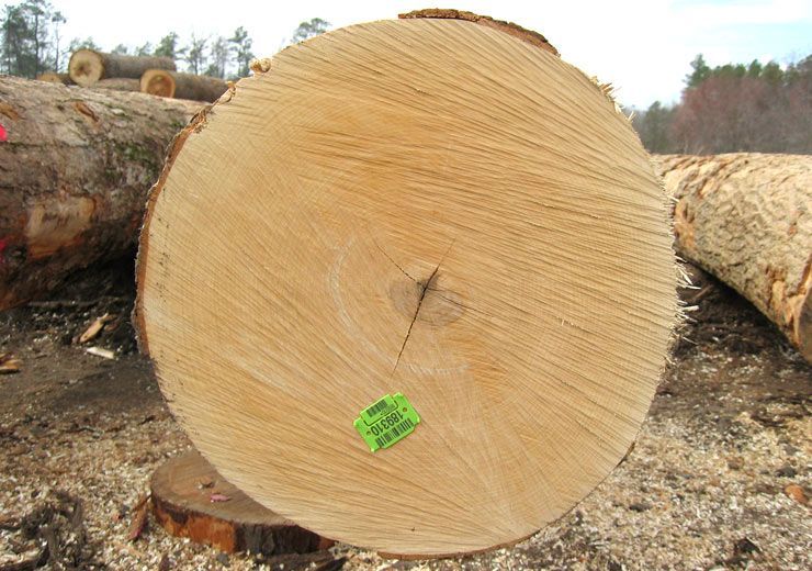 A large log with a green sticker on it
