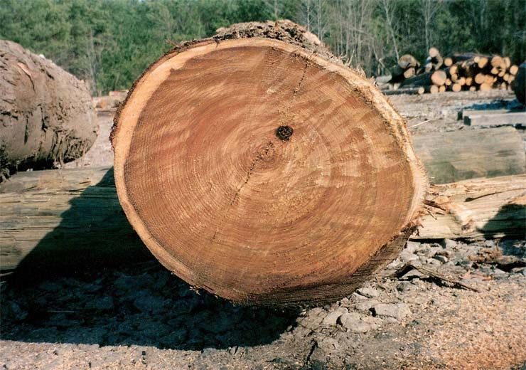 A large log with a hole in the middle of it