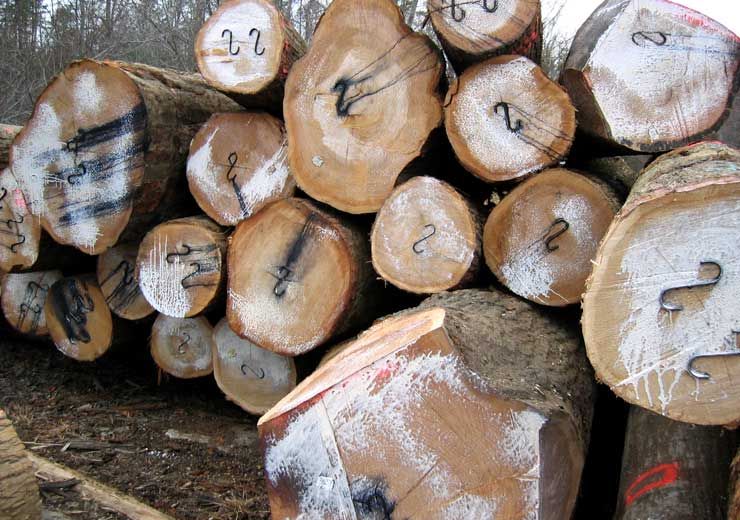 A pile of logs with the numbers 22 on them