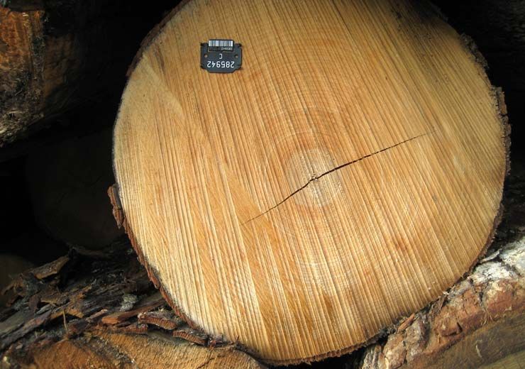 A large piece of wood is sitting on top of a pile of logs.