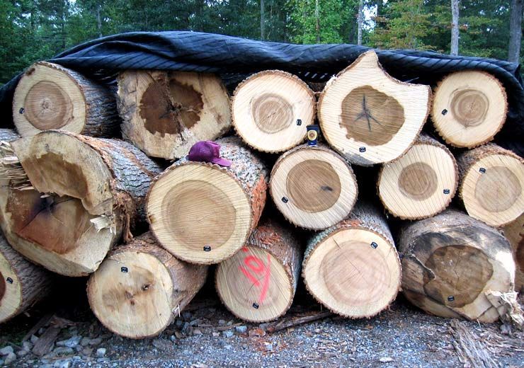 A pile of logs with the number 9 on one of them