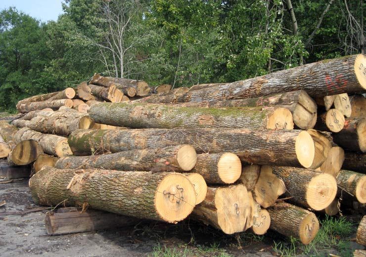 A pile of logs with a red sticker that says ' a ' on it