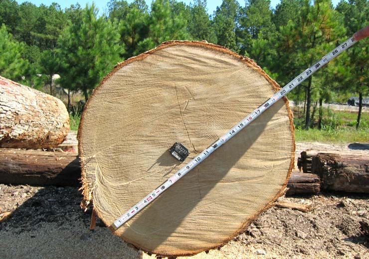 A tree stump with a measuring tape on it