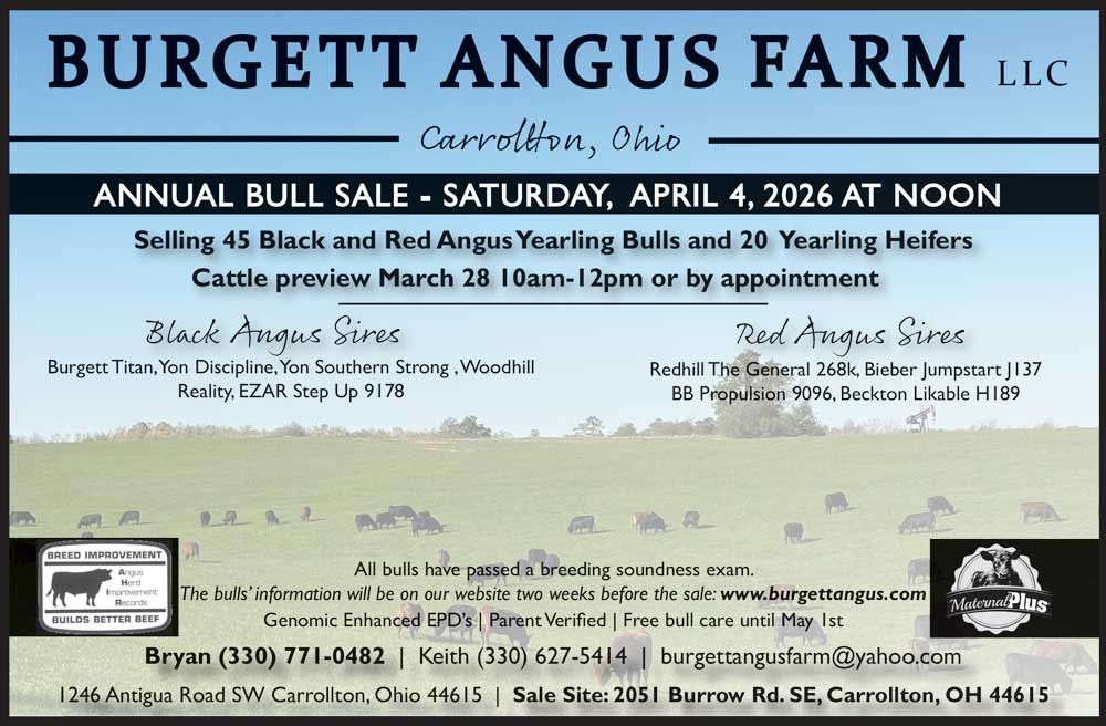 Registered Angus Bulls for Sale