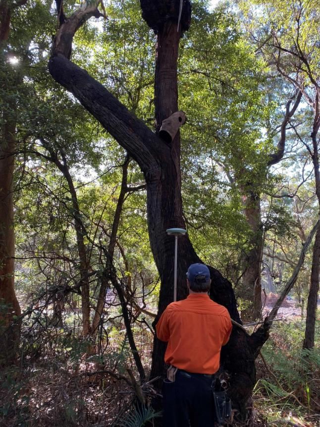 A Man in An Orange Shirt Is Measuring a Tree in The Woods — Duggan Mather Surveyors in Taylors Beach, NSW