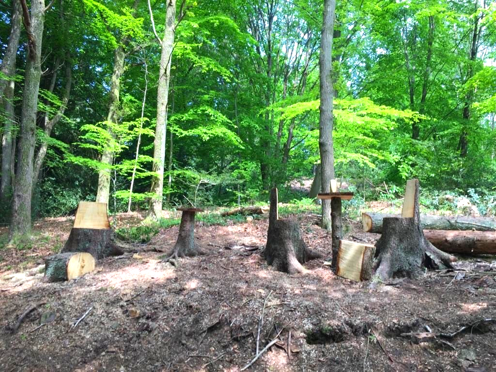 Een groep boomstronken midden in een bos.