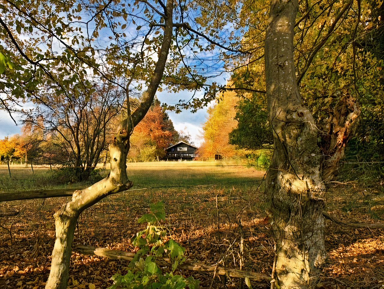 Une maison est visible à travers les arbres au milieu d'une forêt.