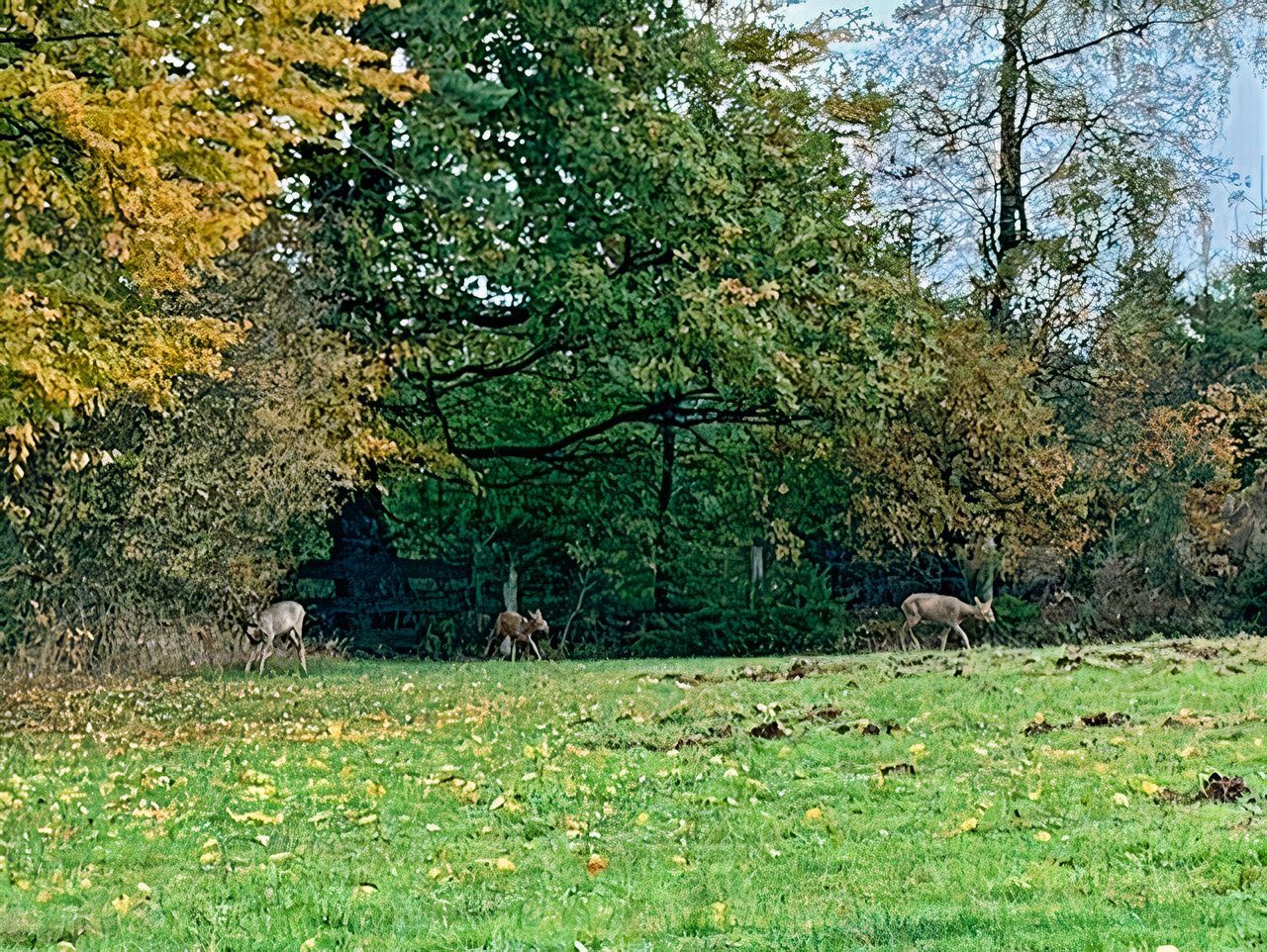 Un troupeau de cerfs debout dans un champ herbeux avec des arbres en arrière-plan.