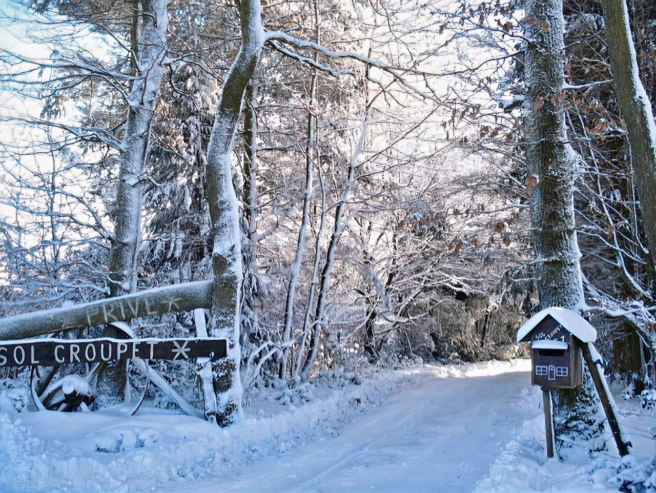 Une forêt enneigée avec une boîte aux lettres au premier plan