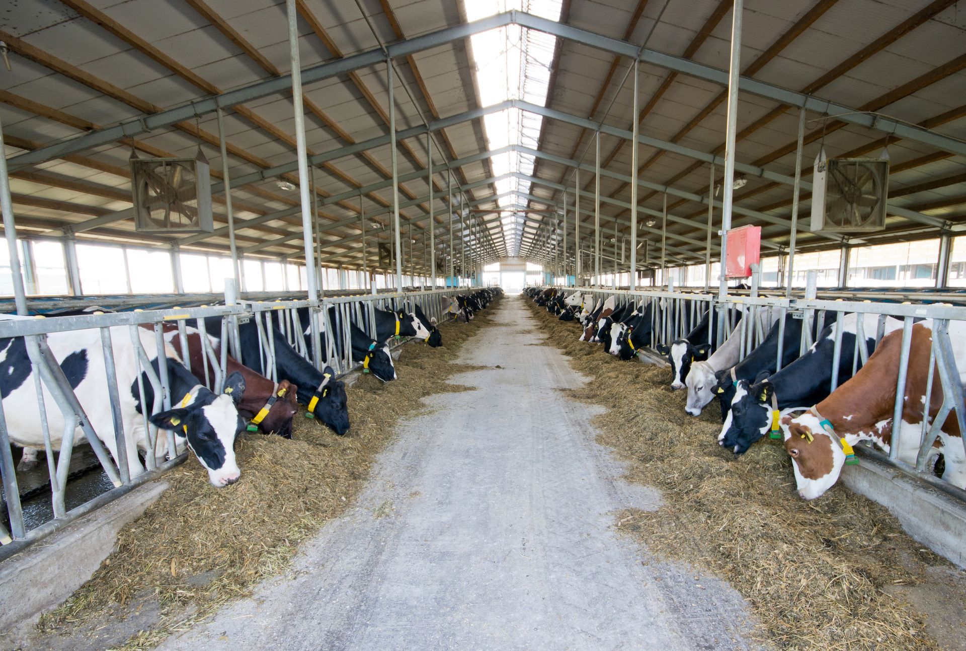Cows eating feed in a long barn with metal supports and skylights.