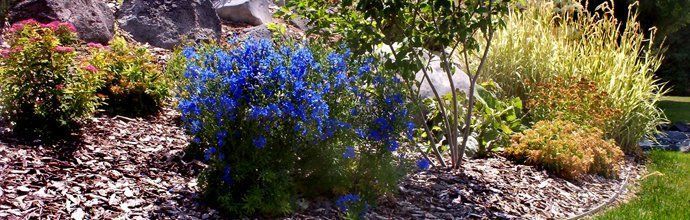 There are many different types of plants in this garden.