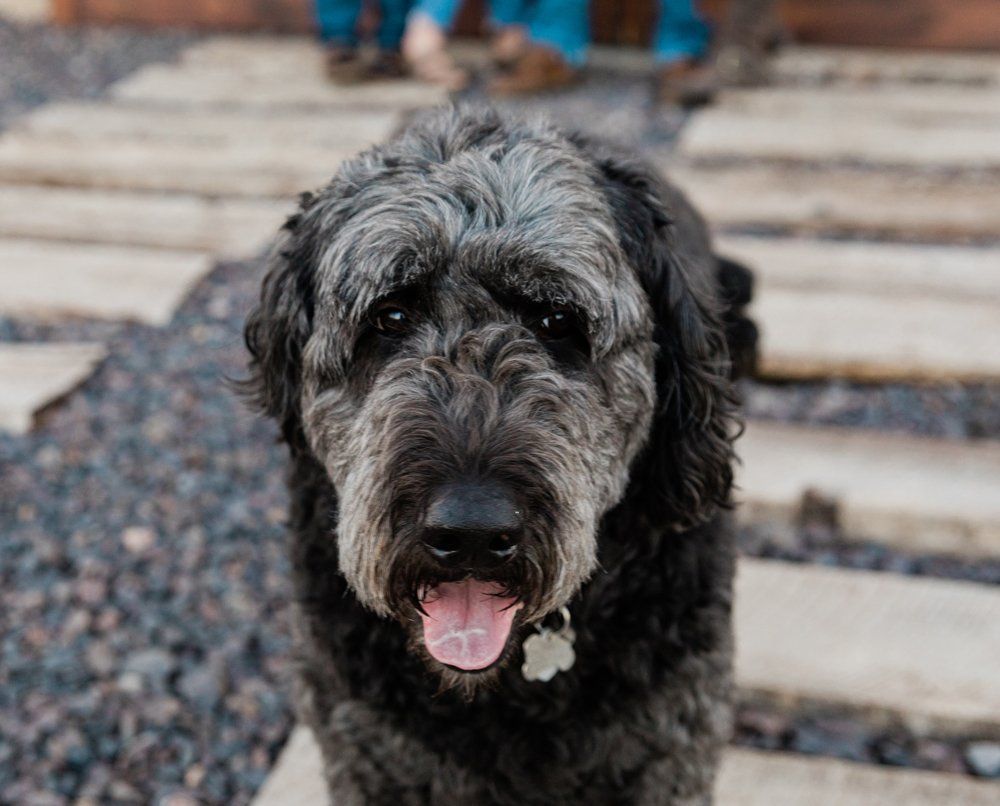 Beau the dog the namesake of Beau nad Company