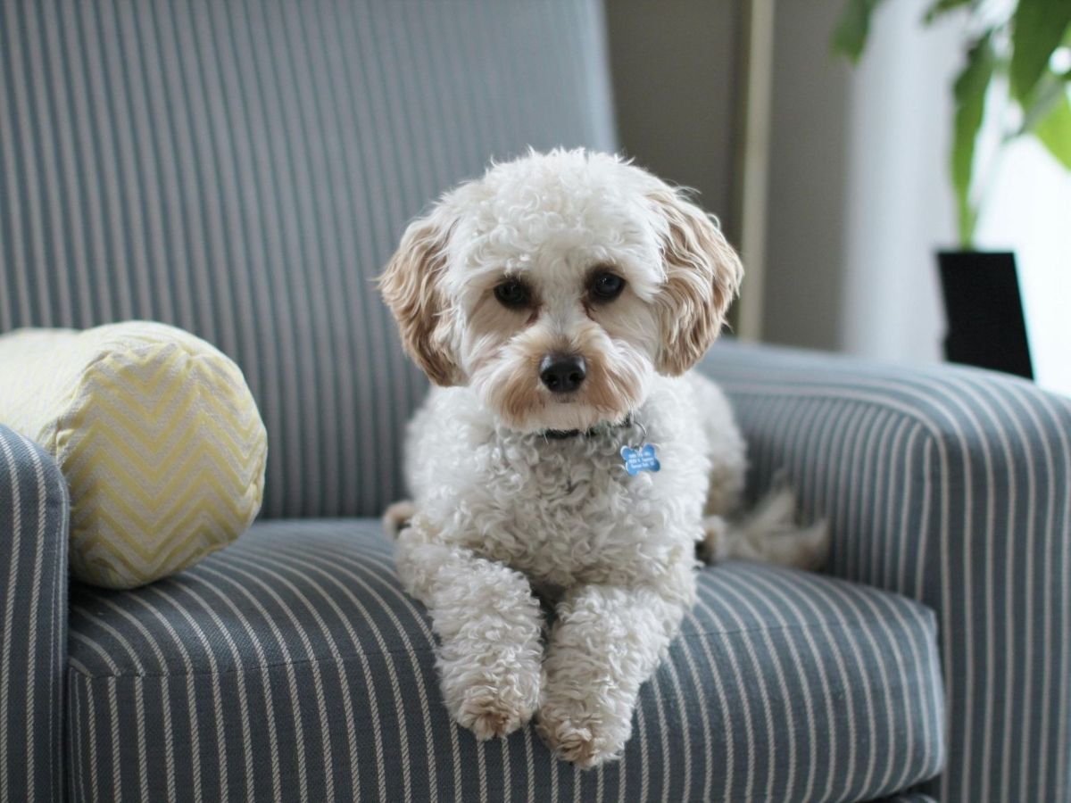 A small white dog is sitting on a striped chair.