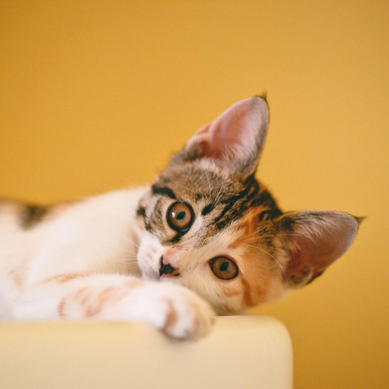 A close up of a kitten laying on a table looking at the camera.