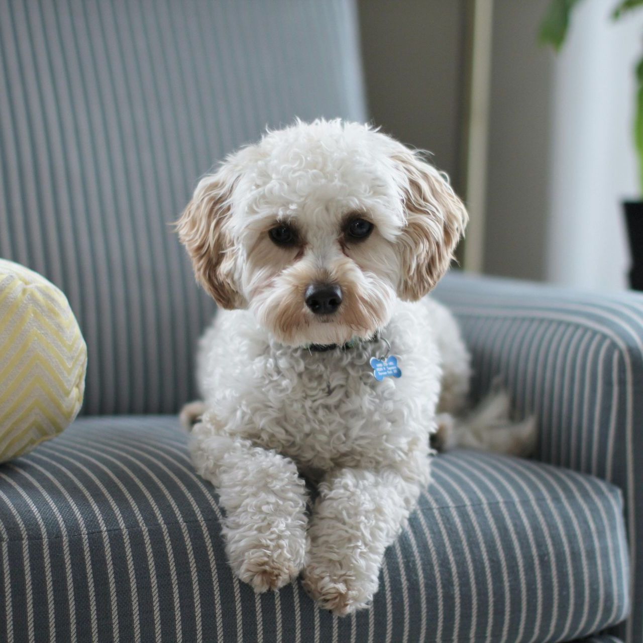 A small white dog is sitting on a striped chair