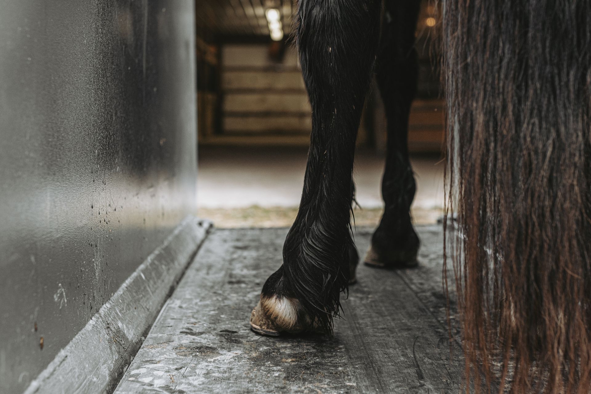 Water  treadmill for horse physio 