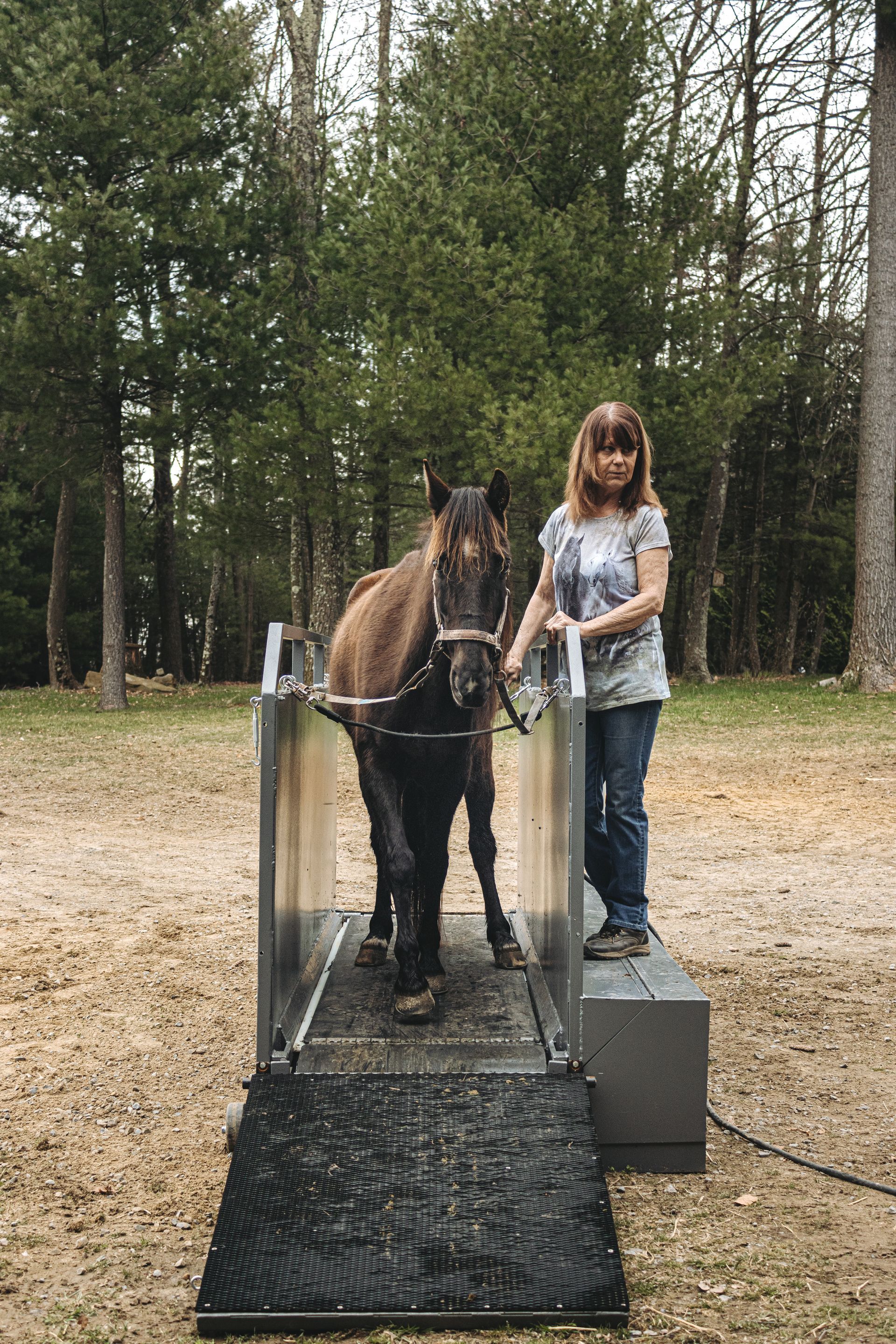 Amish-made Horse treadmill 