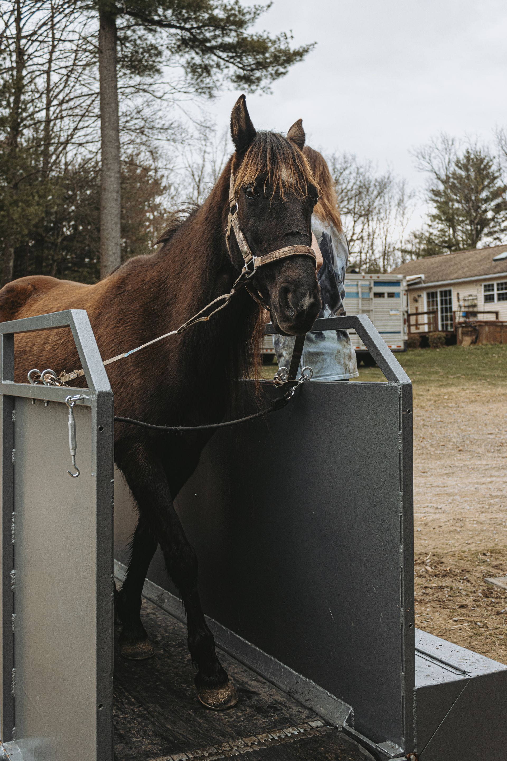 The best horse treadmills in the United States