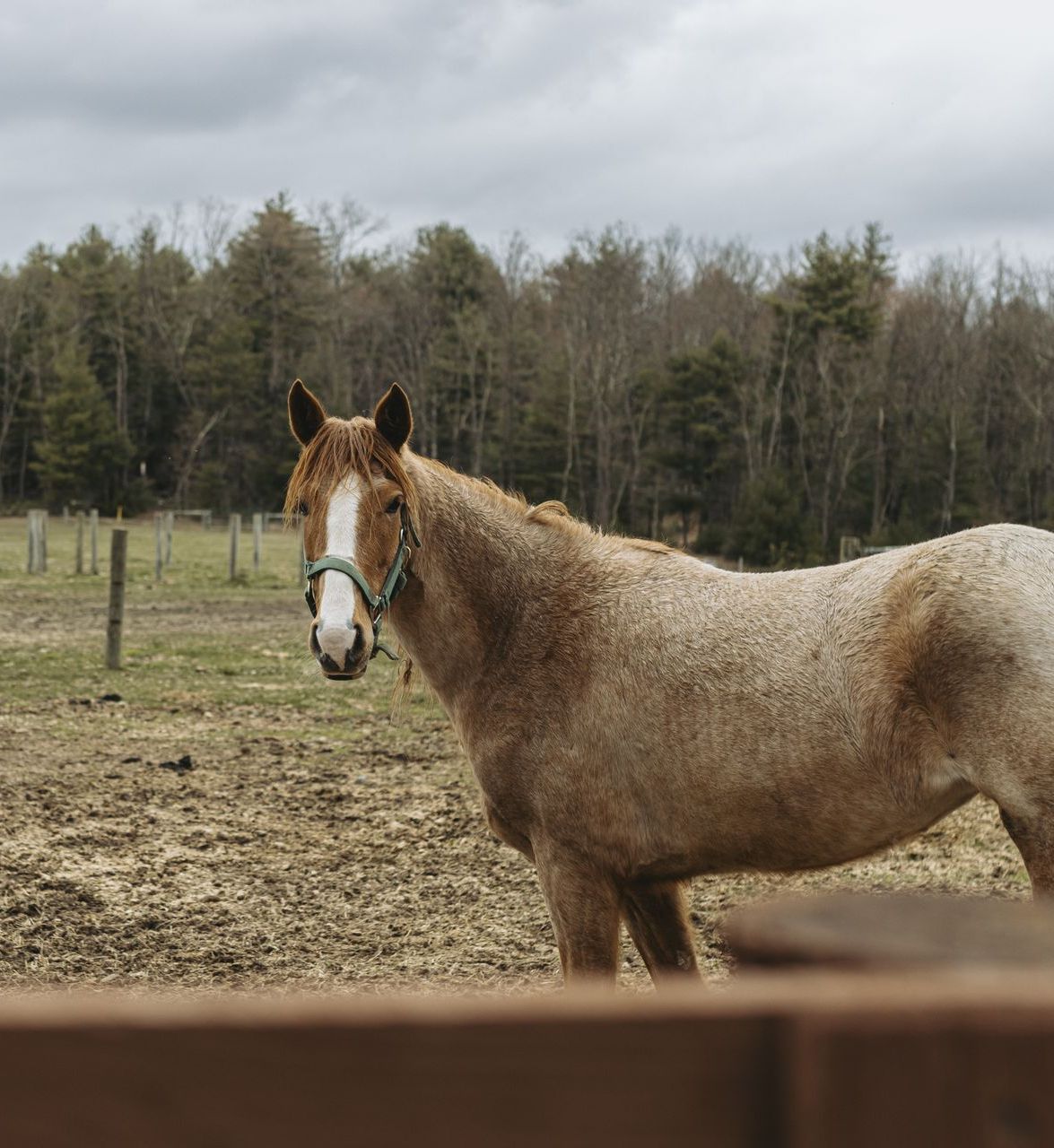 American made horse treadmills for training and physio