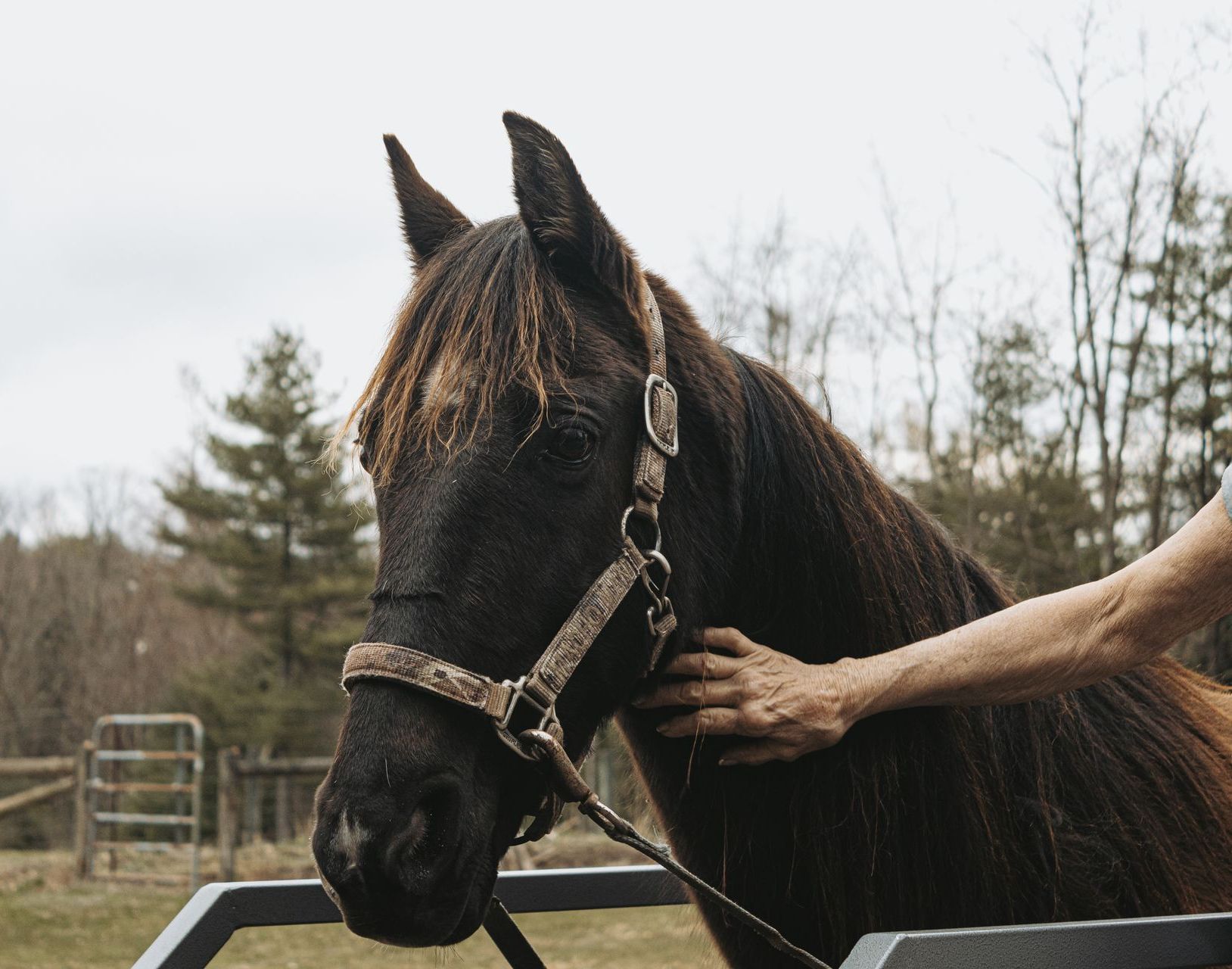 training equipment for horses 