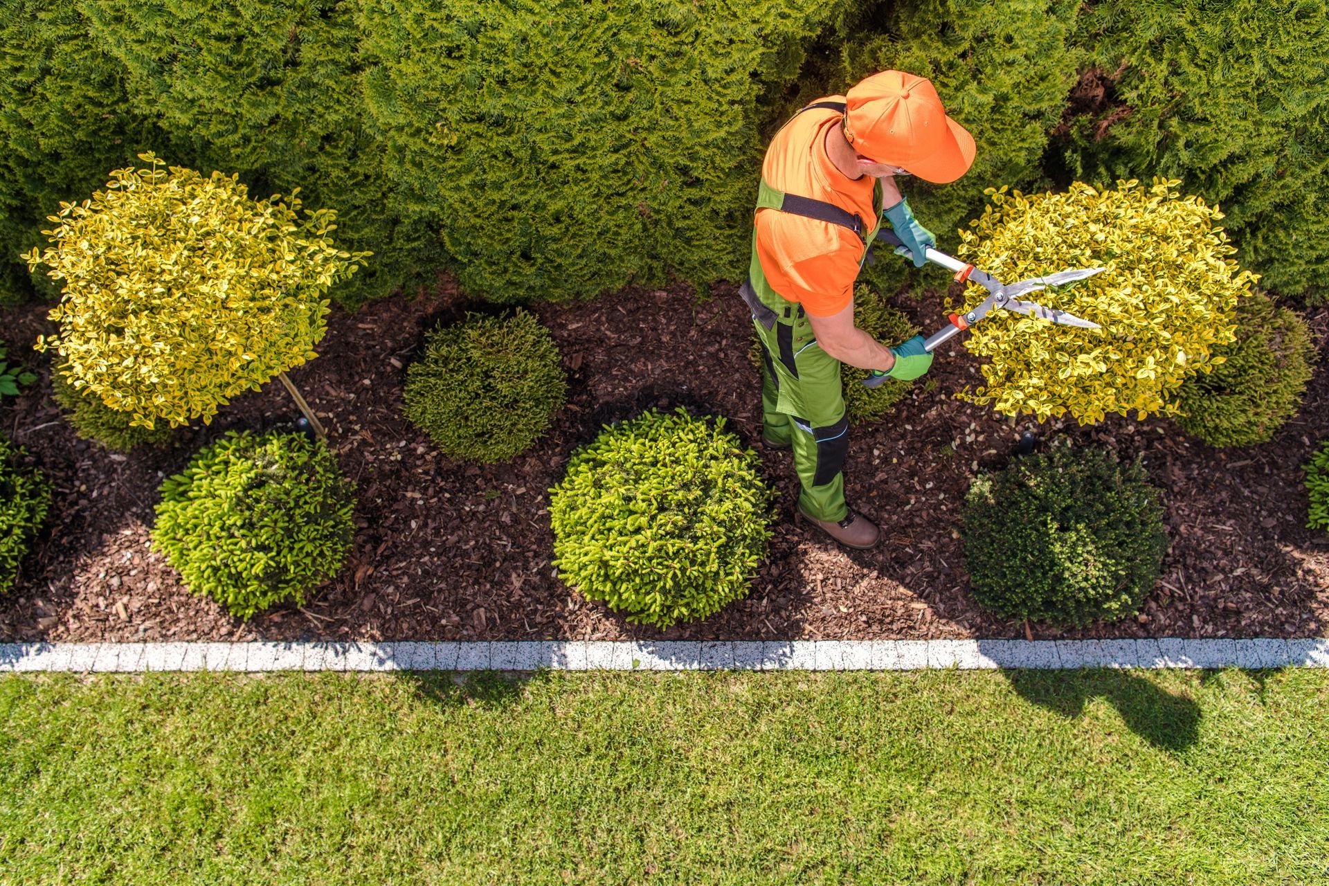 Gardener pruning yellow and green bushes with shears in a landscaped garden bed.