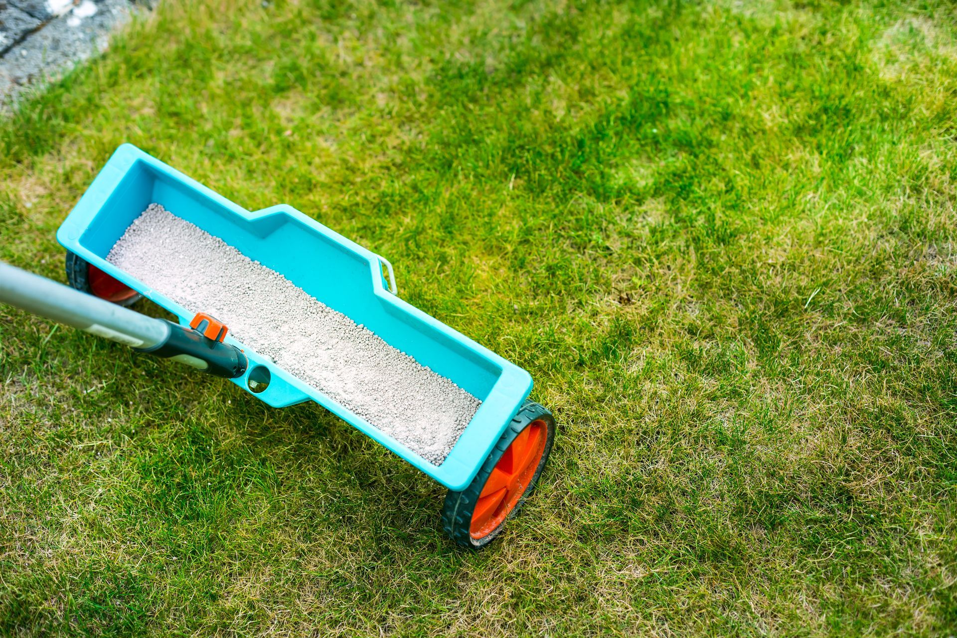 Blue lawn spreader dispensing granular fertilizer on green grass.
