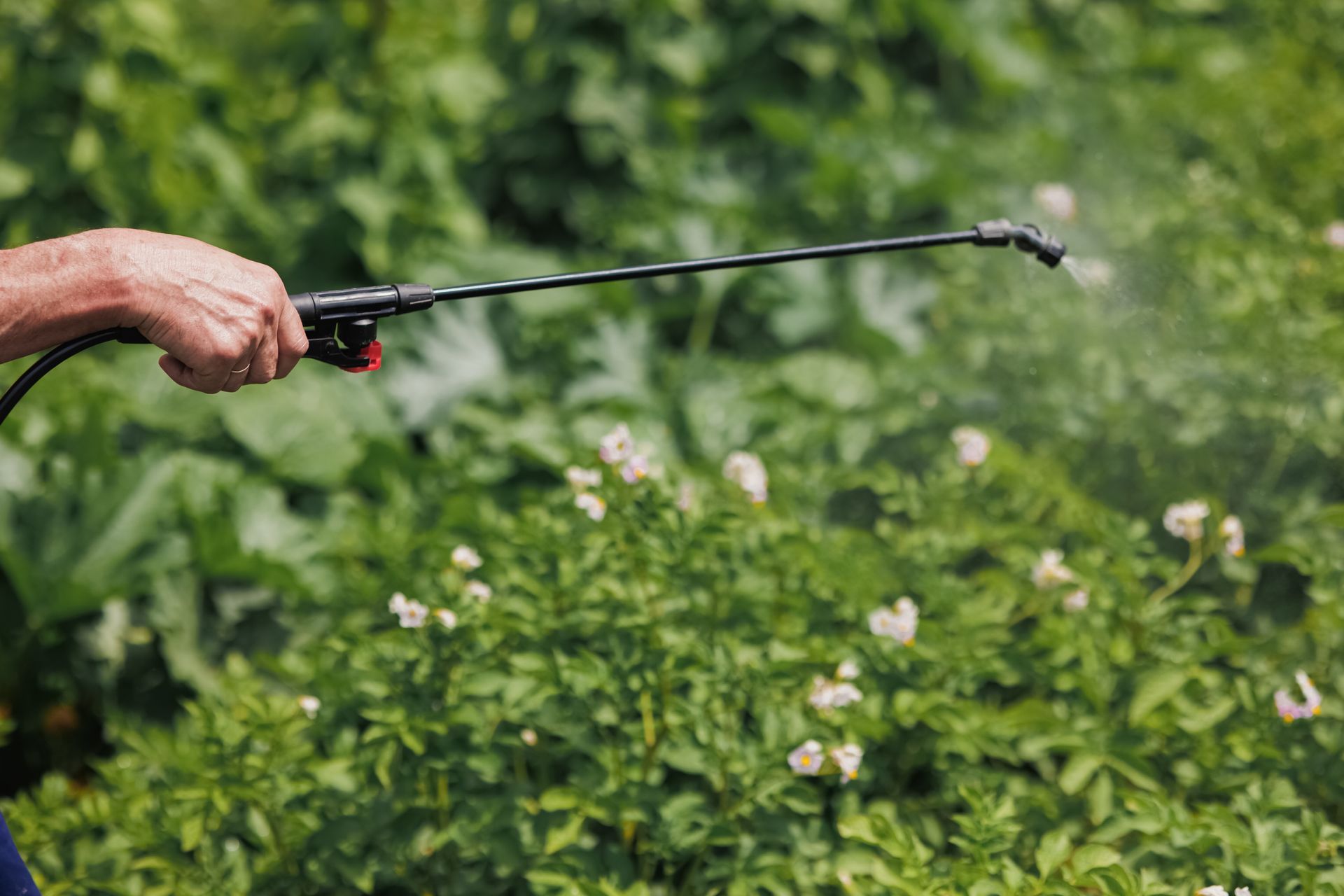 Person spraying a field of plants with a nozzle, likely applying pesticide.