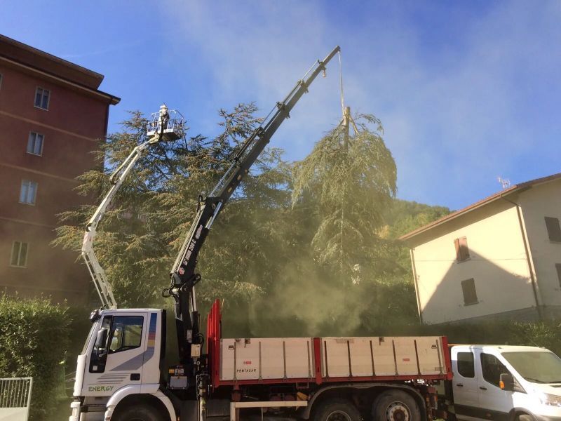 lavoro in quota su alberi ad alto fusto