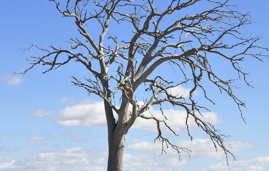 10 Signs of an Unhealthy Tree