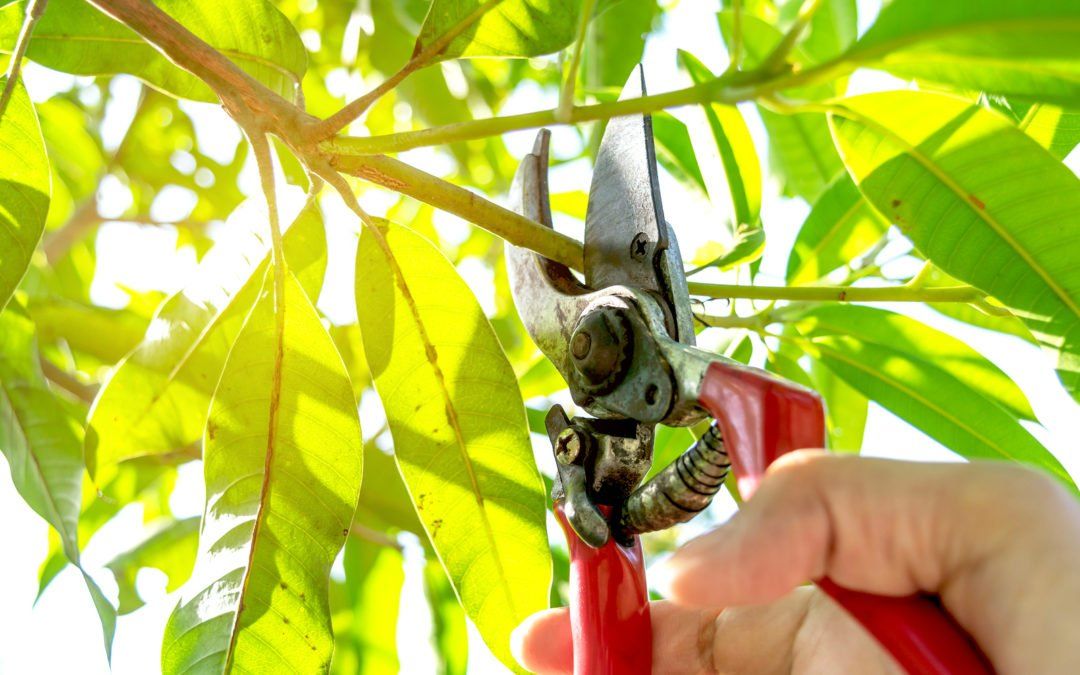 Pruning-Trees-With-Pruning