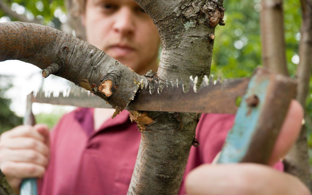 Cutting-Tree-Branch