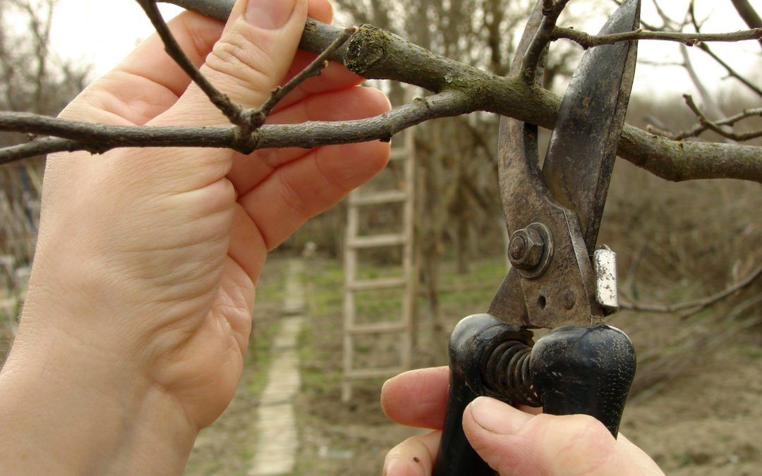hands-pruning-tree-branch