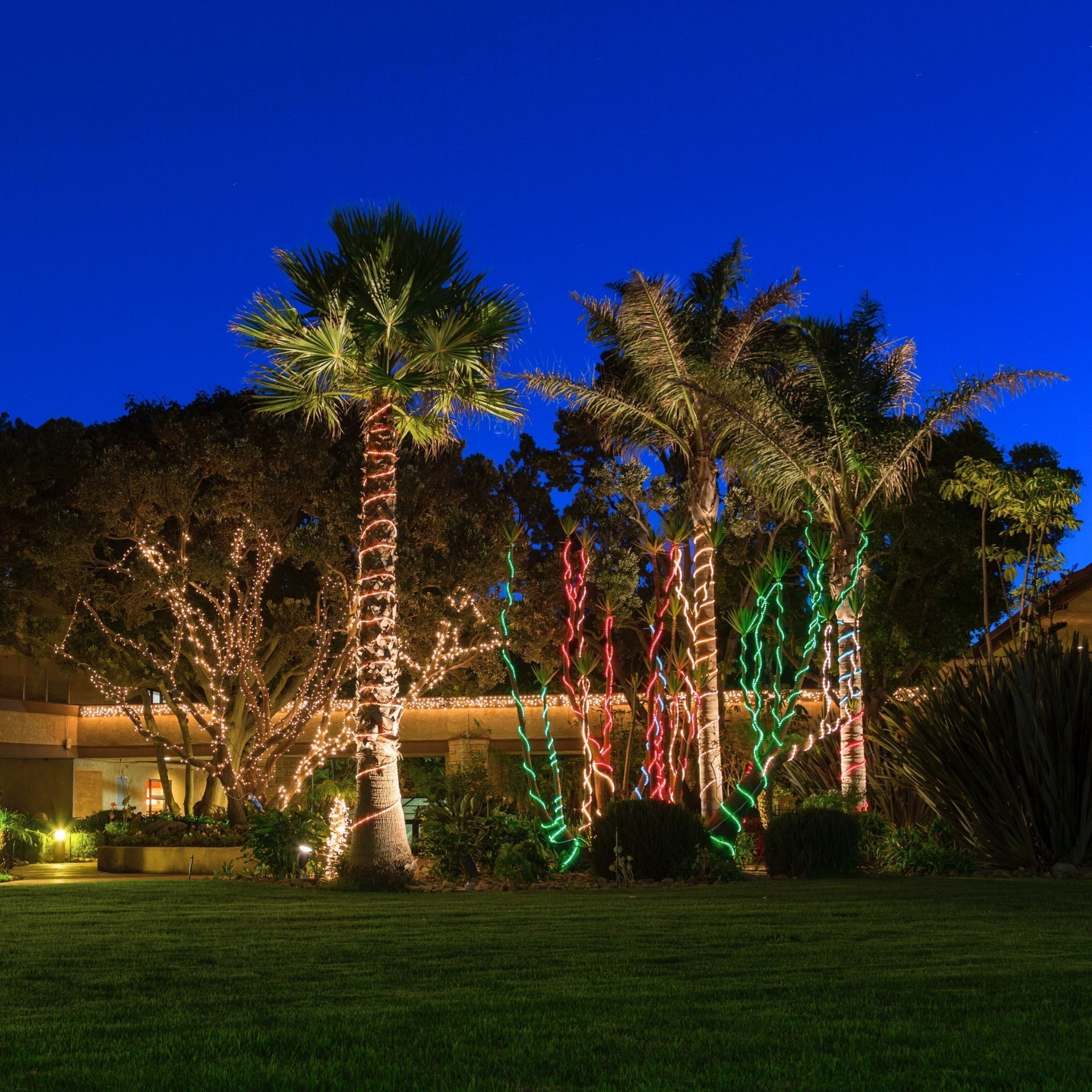 Palm trees and other trees adorned with colorful lights at night against a dark blue sky.