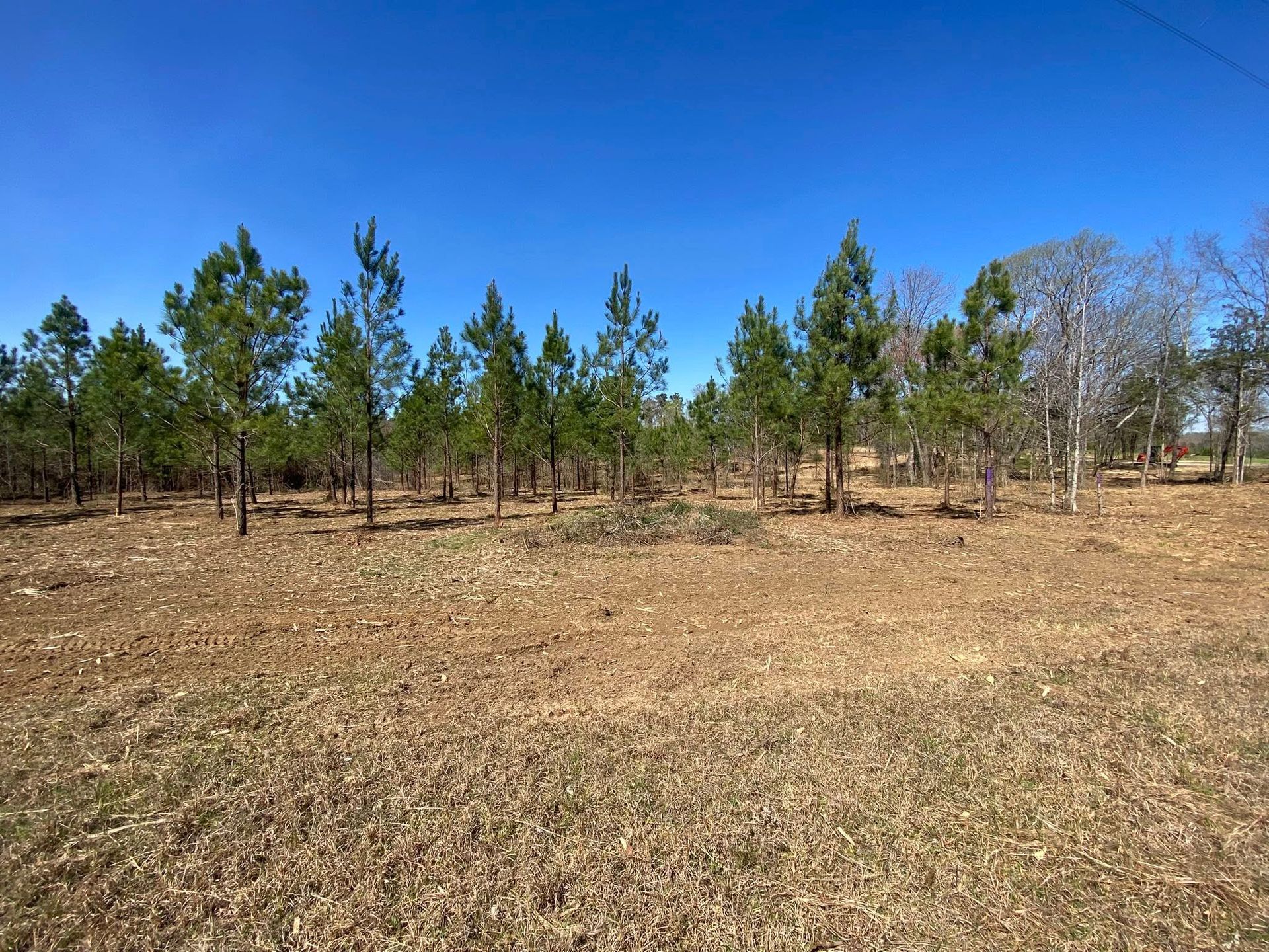 Brown field with scattered green pine trees under a bright blue sky.