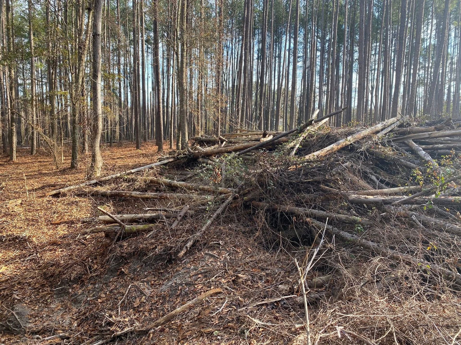 Pile of branches and fallen leaves in a forest, sunlight filtering through tall trees.