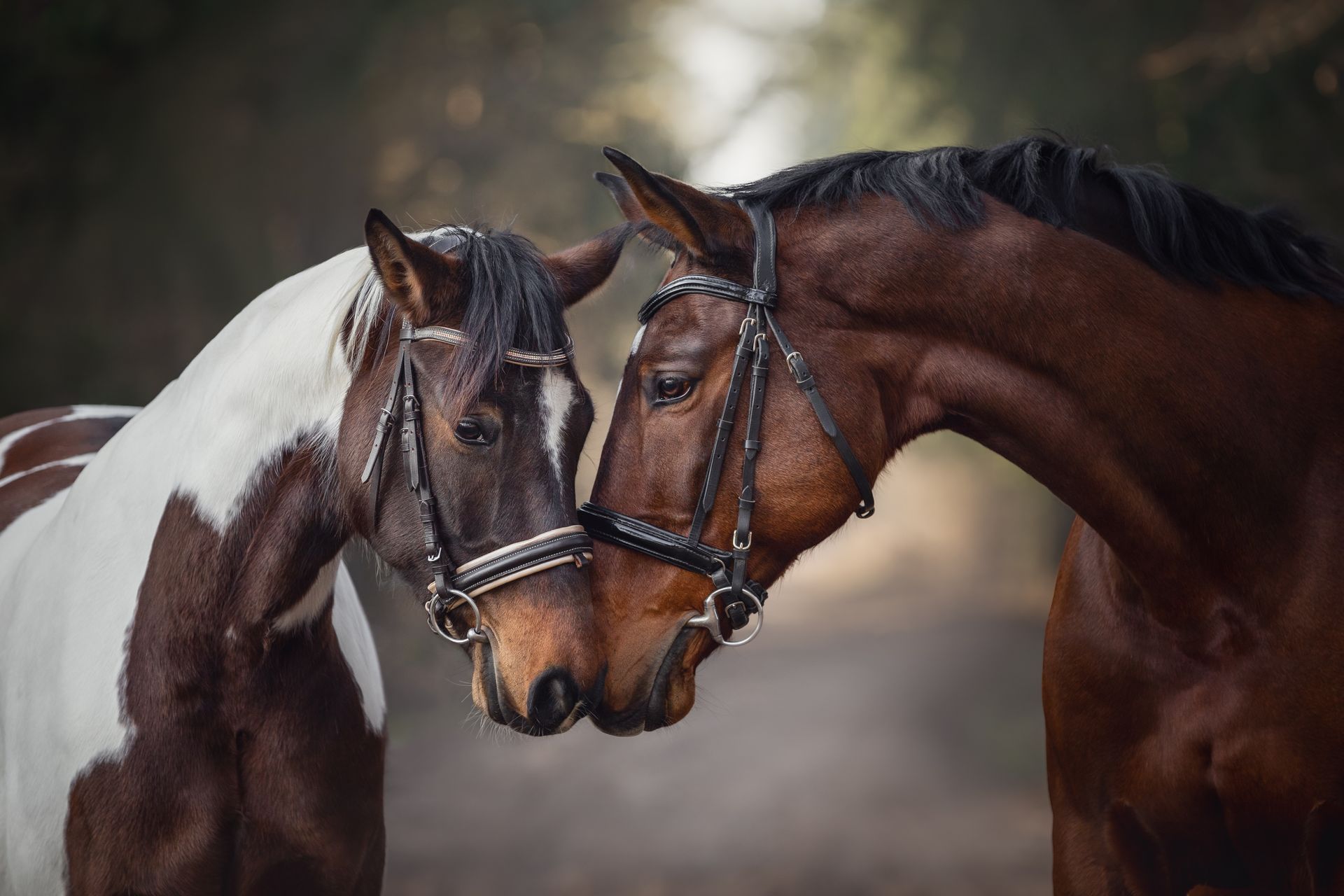 Two horses are standing next to each other and looking at each other.