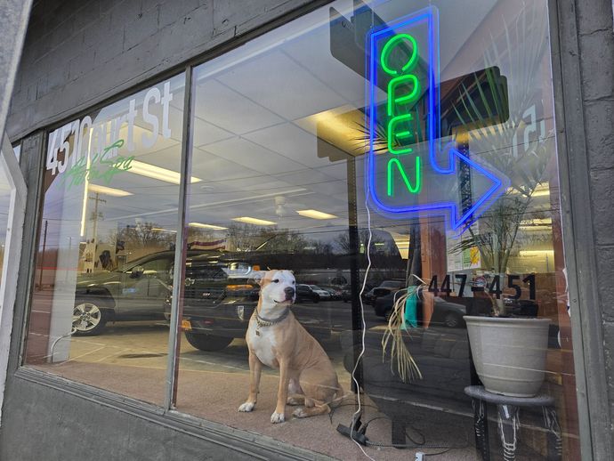 A dog is sitting in front of an open sign