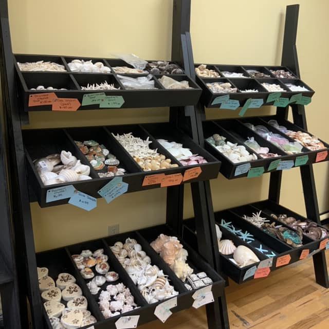 Black tiered shelves displaying various seashells in a shop in a USA shop.