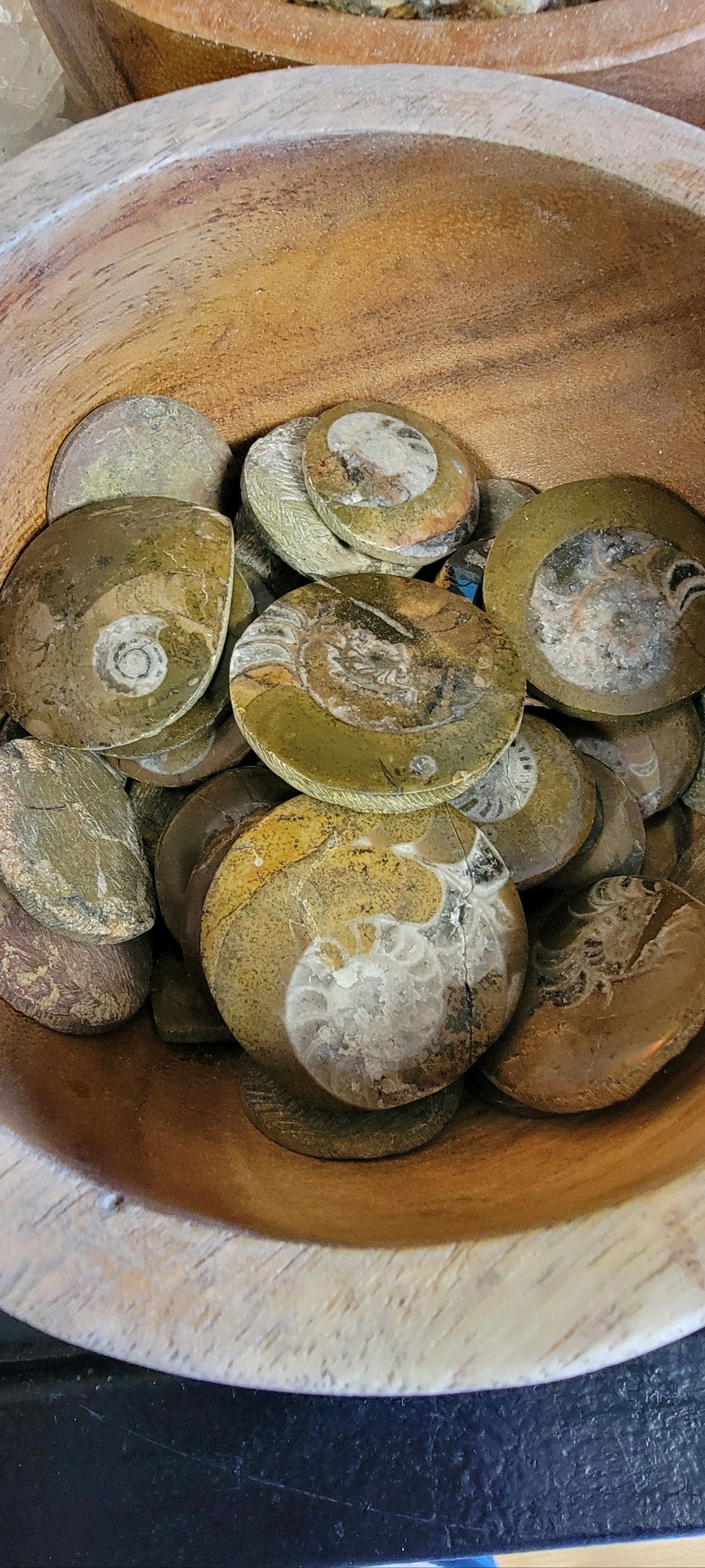 A wooden bowl filled with many circular, fossilized sea creatures.