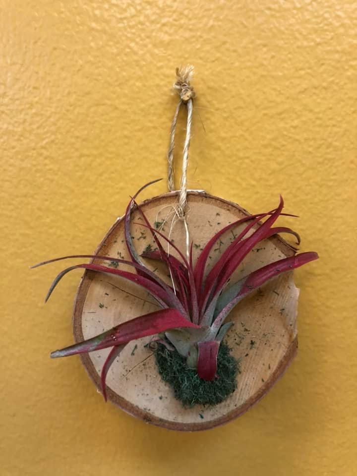 Air plant with red leaves mounted on a wood slice, hanging on a yellow wall.