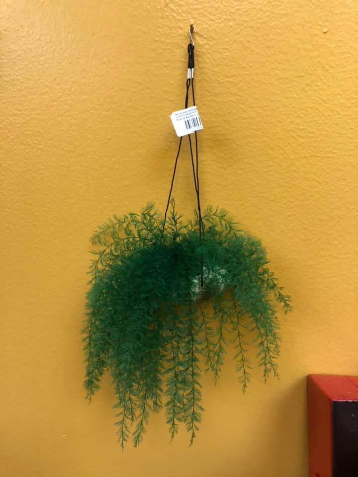 Hanging green fern plant against a yellow wall.