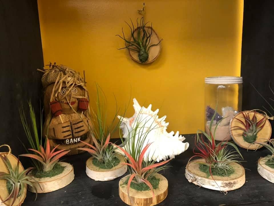 Display of air plants, shells, and decor against a yellow background. Air plants are in wooden holders.