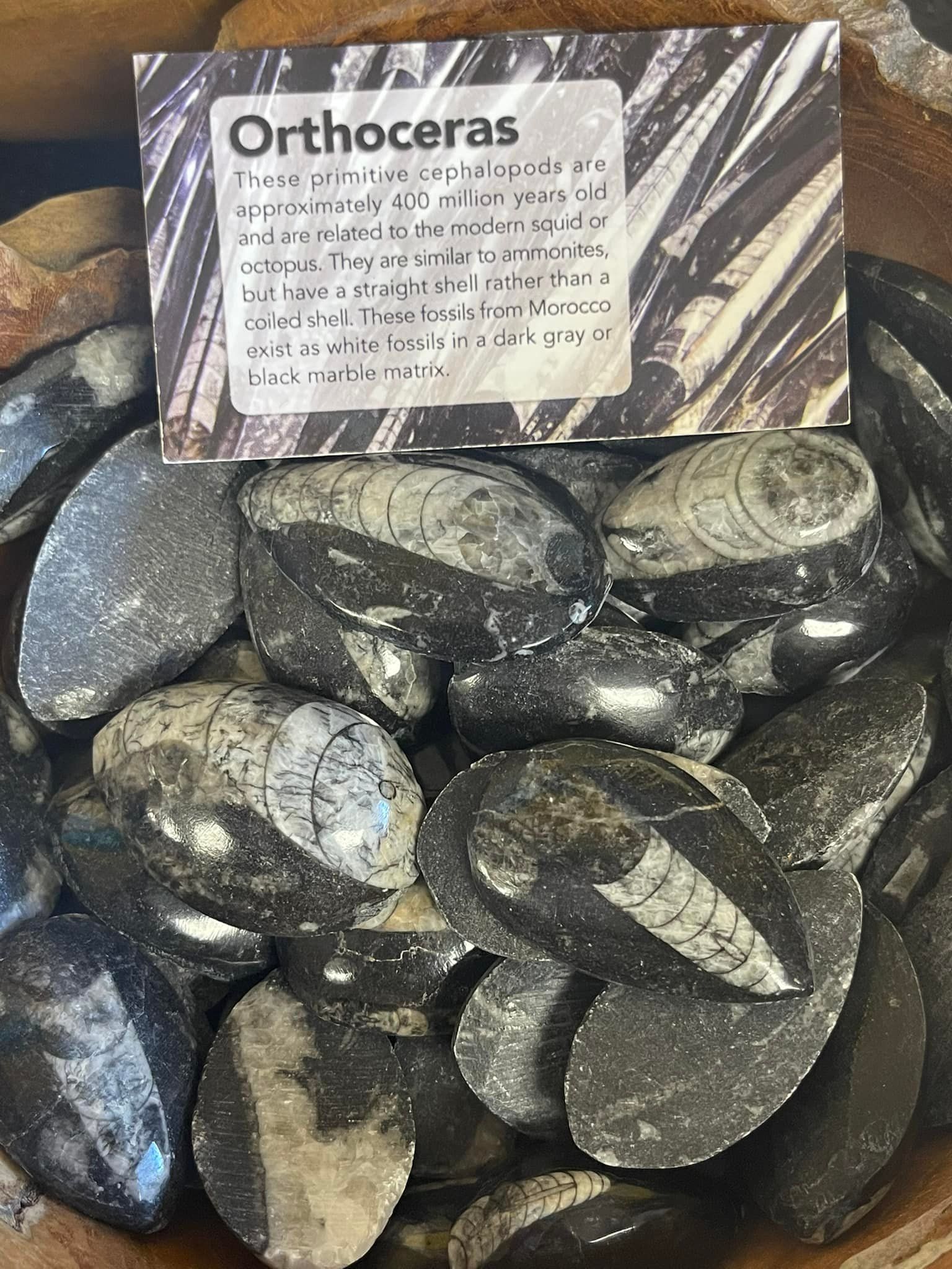 Orthoceras fossils in a bowl with a sign, mostly black and white.