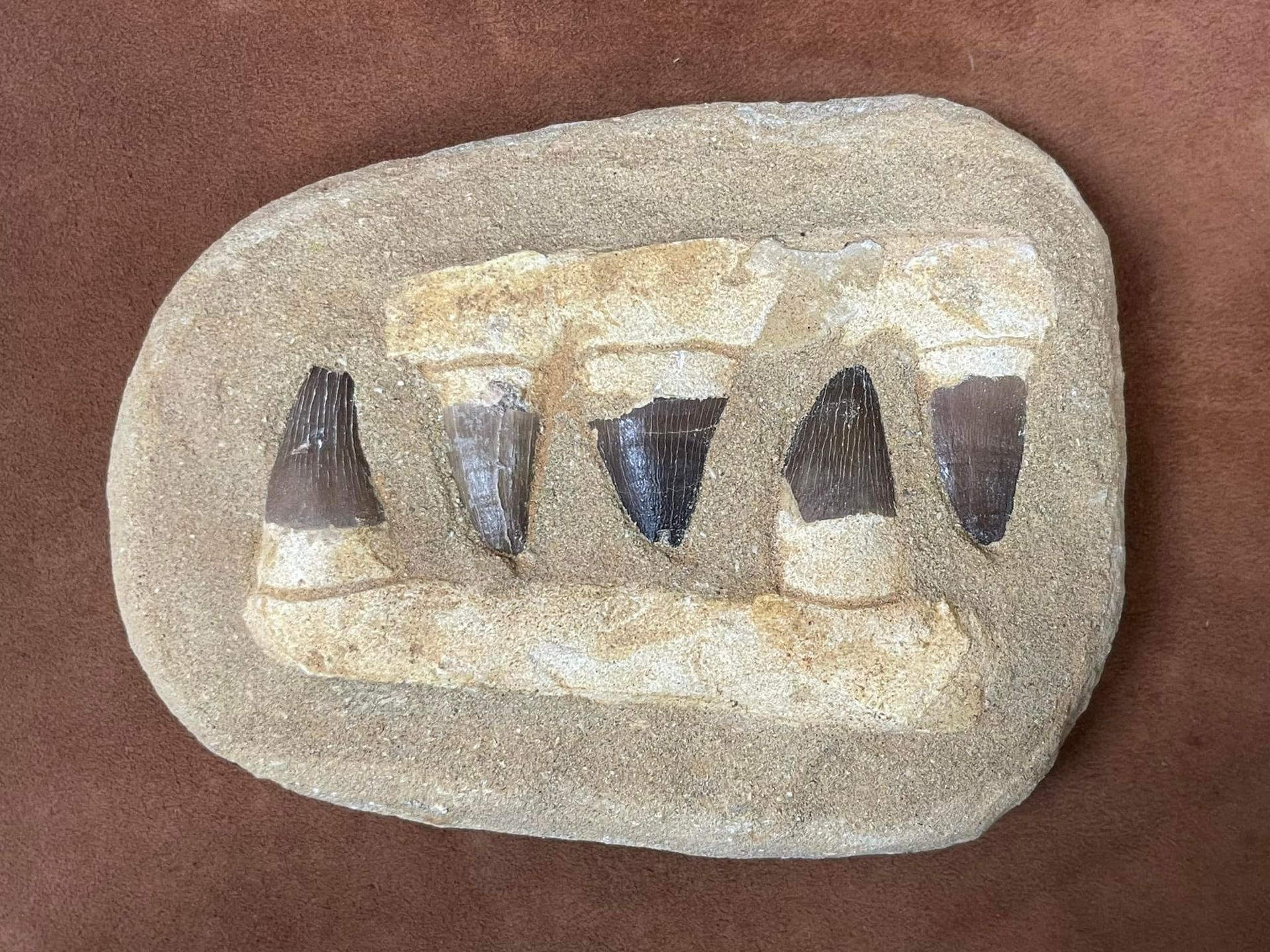 Fossilized dinosaur teeth embedded in a tan stone, set against a brown background.