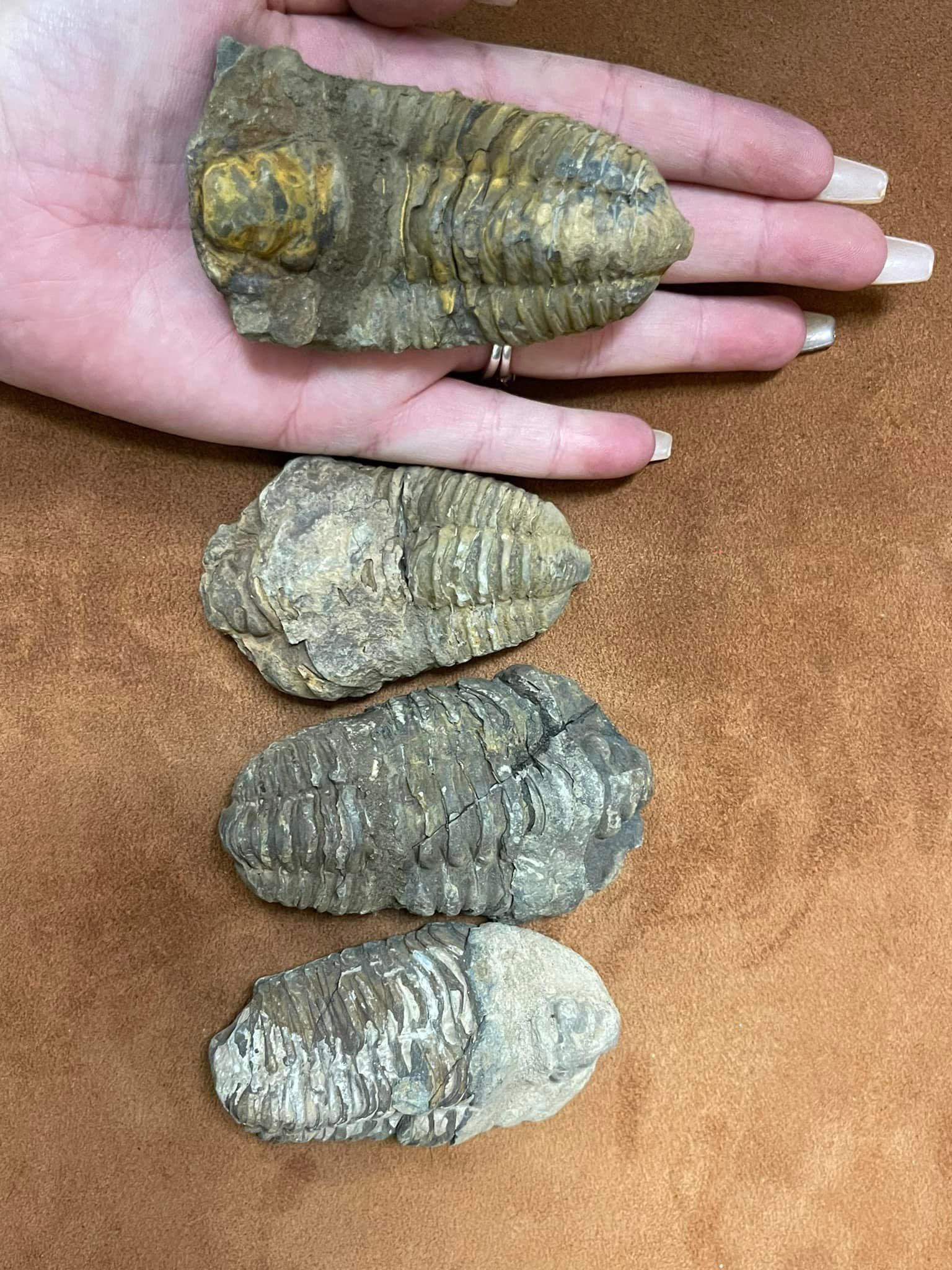 Hand holding fossilized trilobites; three more rest below.